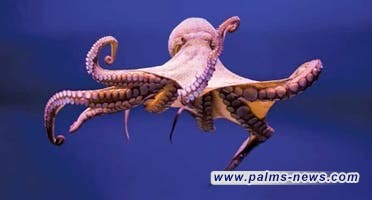 عالم بريطاني : الأخطبوط سيرث حكم الأرض إذا انقرض البشر